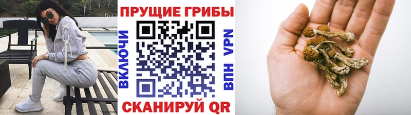 Псилоцибиновые грибы мицелий  Починок 